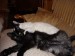Thumbs/tn_Pedro + Merlin 1.jpg